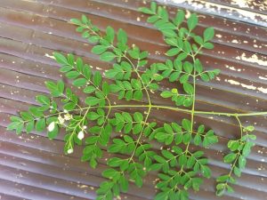 Moringa Oleifera Blüten und Blätter