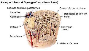 Aufbau eines Röhrenknochens mit dem Knochenmark